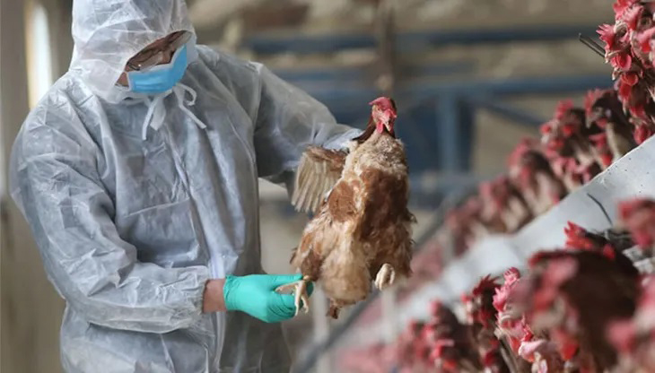 Infopork's tweet photo. 👉La gripe aviar le suma nafta a la suba de precios de las carnes

La nota 👉https://t.co/0Hkl1bXwGO https://t.co/myph1GqoeA