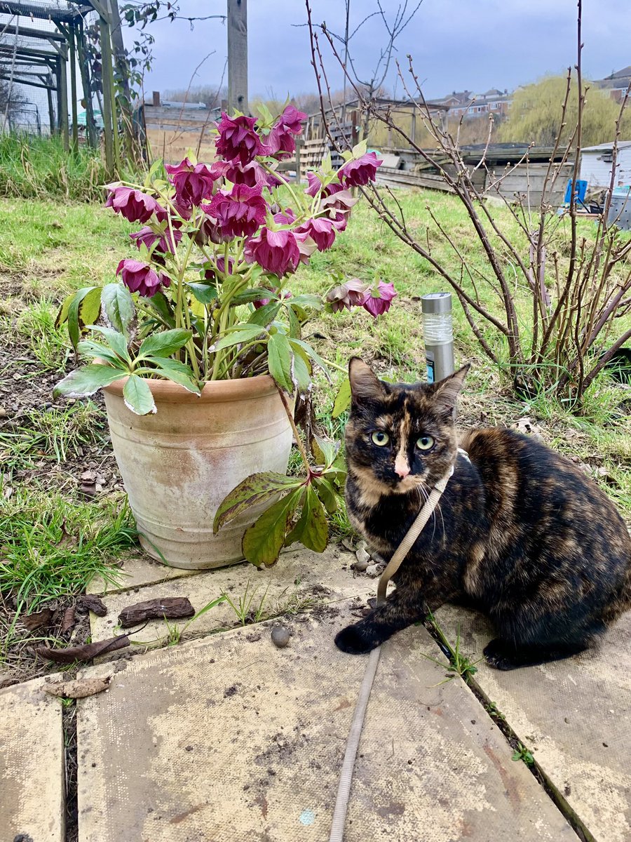 plotmassive's tweet image. Evening all - my cat (who comes with me to the allotment) &amp;amp; some Prom Queen Hellebores.  This year I am growing the flowers for my daughters wedding - any ideas for cutting flowers in bloom in mid Sept? I’ve already got dahlias, cosmos, zinnia #GardensHour #GardeningTwitter #cats