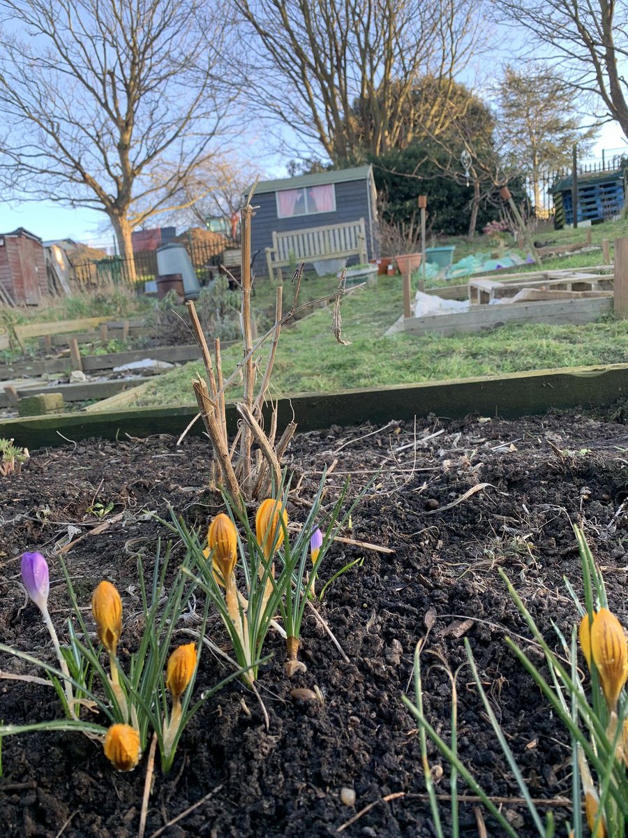 plotmassive's tweet image. #GardensHour some crocus on the allotment #GardeningTwitter #springflowers