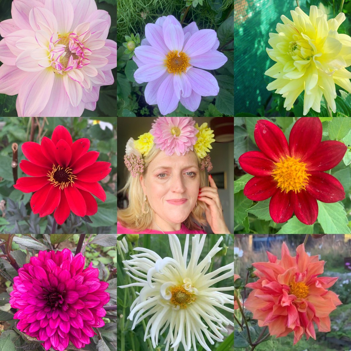plotmassive's tweet image. #GardensHour colour wheel of last year’s dahlias… #dahlia