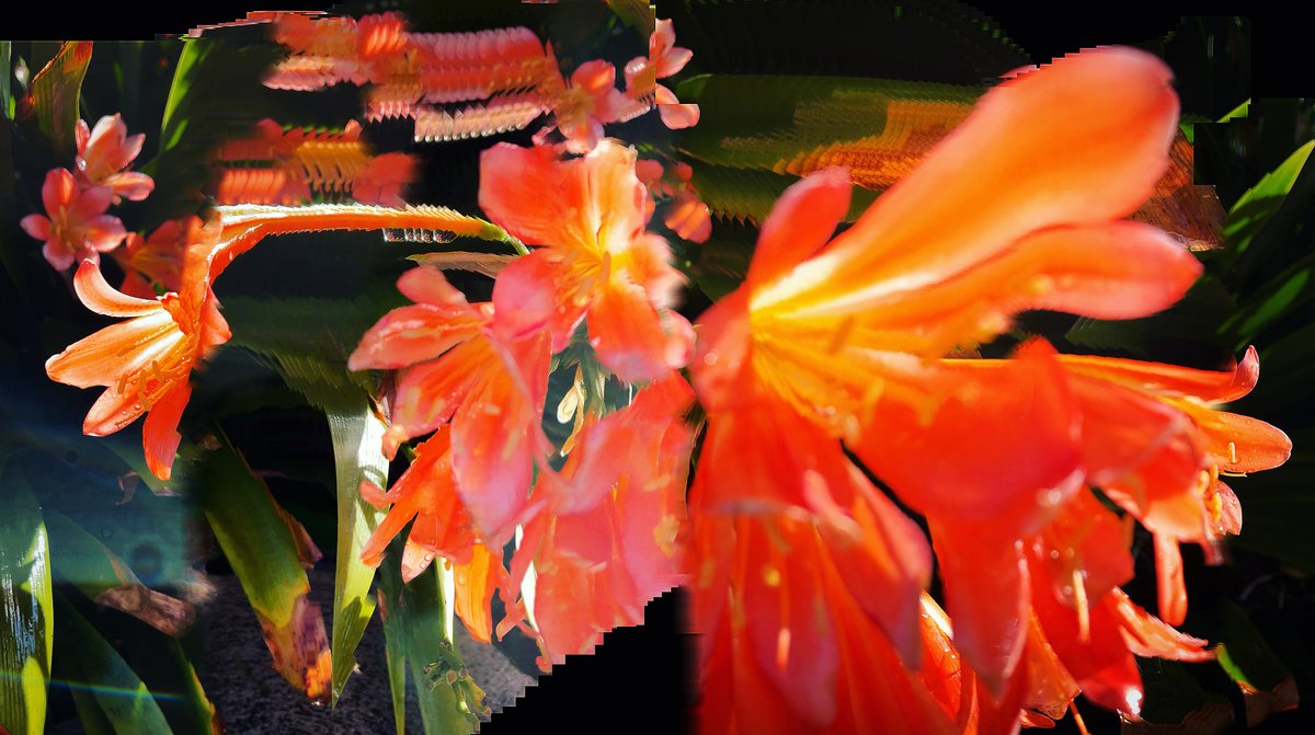 gm. Generative. Immersive and always In Camera. using the camera and movement  to capture emotion.#punkflora
