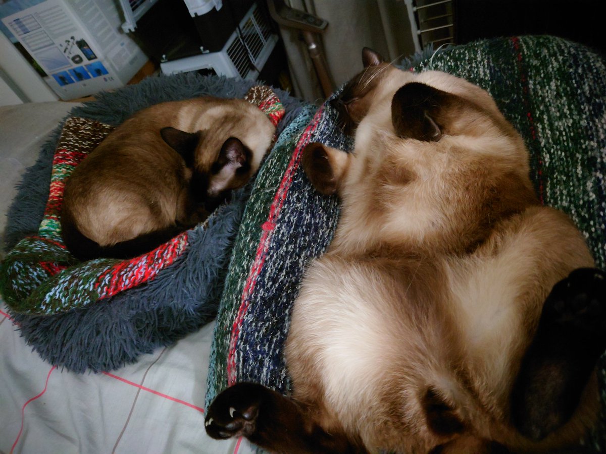 CrapuleCanaille's tweet photo. Relax Max...
😸 https://t.co/H4nFOpJO3r