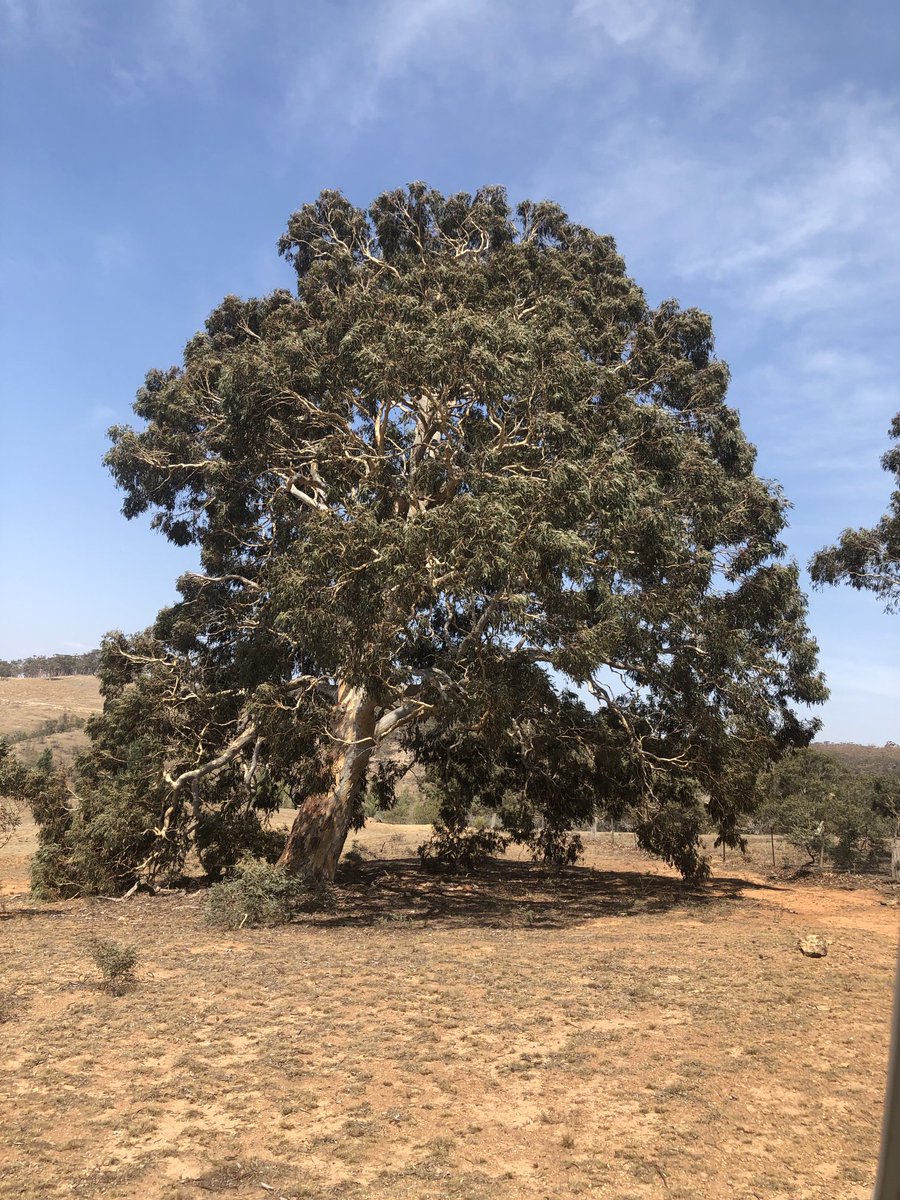 This magnificent tree #LoveAGum provided deep shade for animals & birds in January 2020, the end of a harsh drought. Definitely a #EucBeaut for#ThickTrunkTuesday ⁦@EucalyptAus⁩