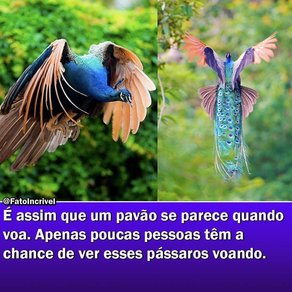 catanduvananet's tweet photo. Que Lindo!! 😍
Via @fatoincrivel
#catanduva #catanduvasp #curiosidade #pavao #pavão https://t.co/1zztcCO0FY