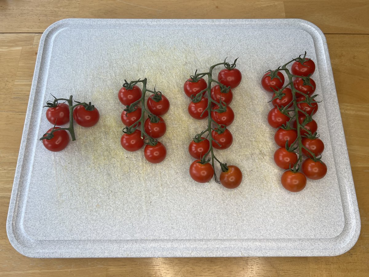gfletchy's tweet image. How many tomatoes are on the 43rd vine? 
#visualpatterns (1/4)