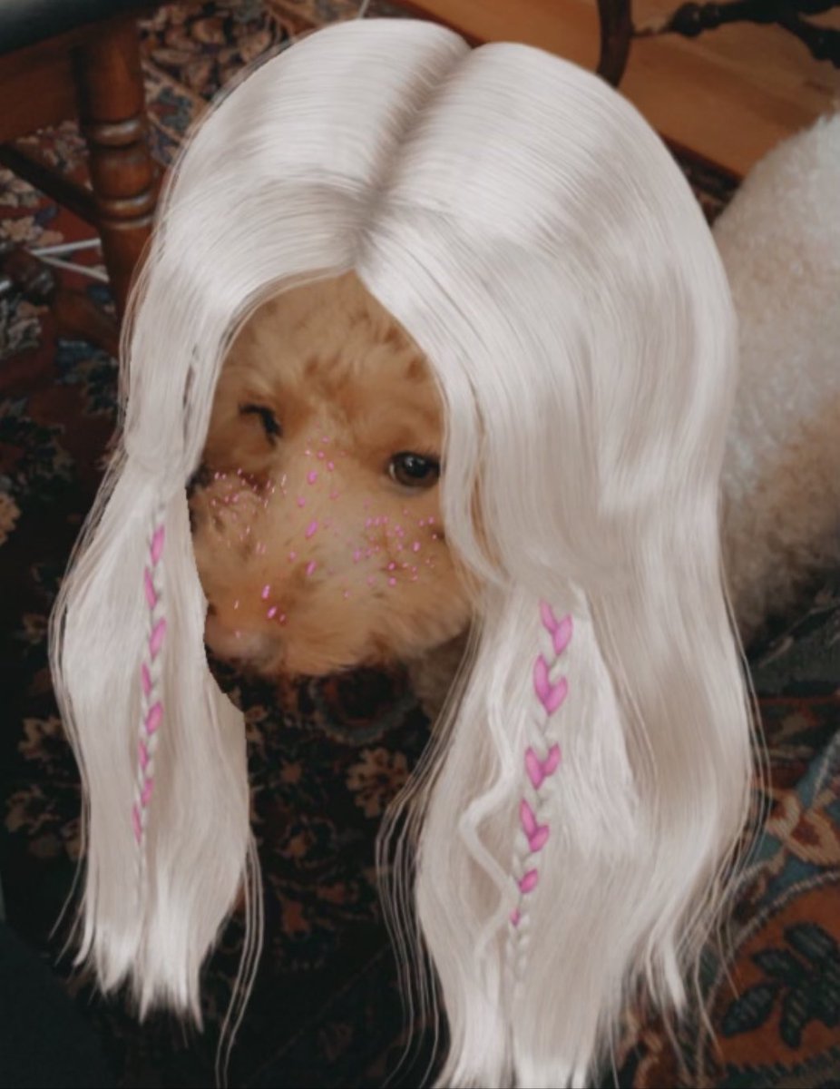 MellowMaddie2's tweet photo. Hi frenz. My humanz decided to use a “filter” on me. Can you believe this? I don’t know why I put up with them! 🤷🏻‍♀️😂🐾

#MondayMood #DogsofTwittter #doglovers https://t.co/woIugNnatd