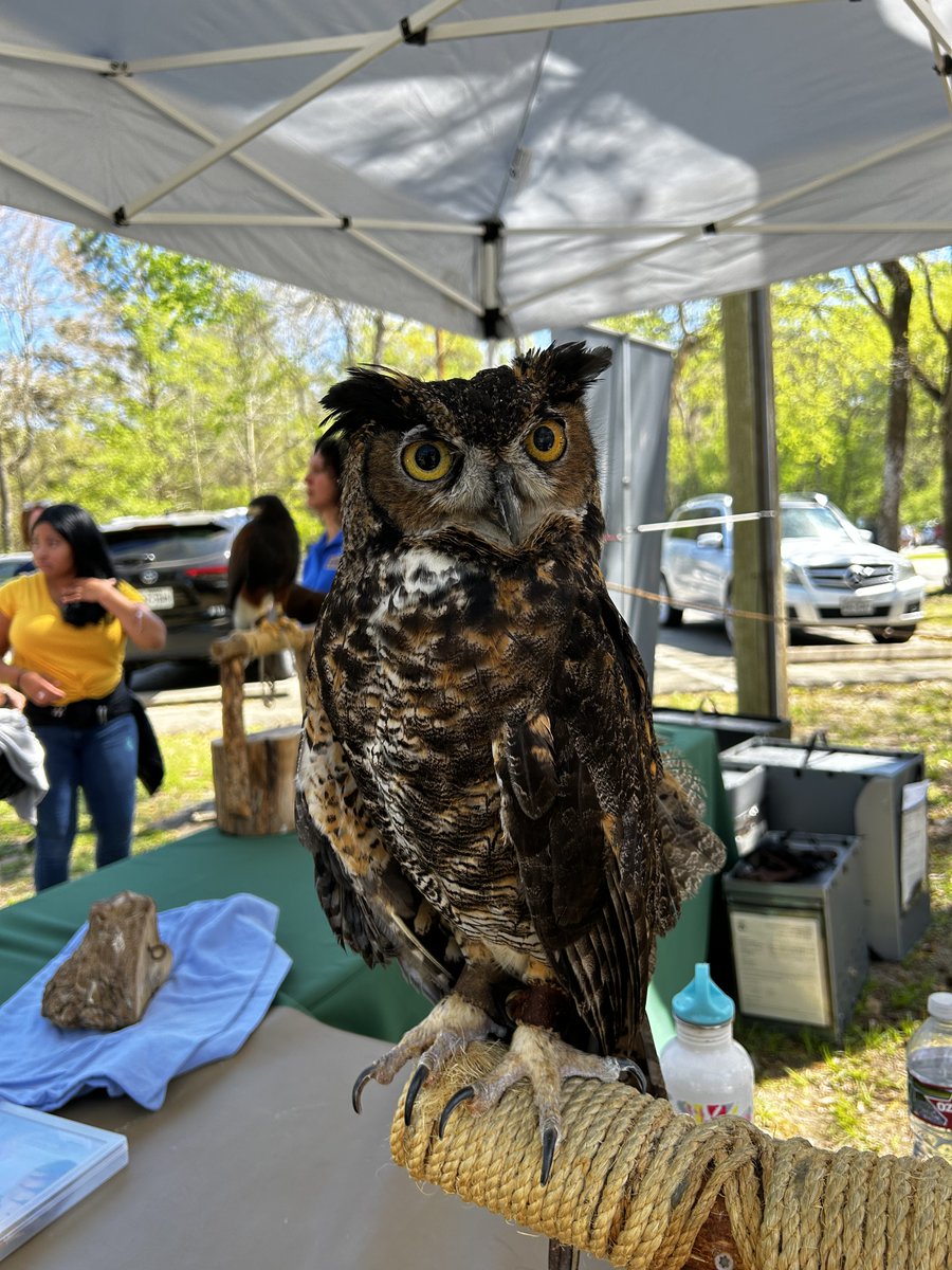 HarrisCoPct3's tweet photo. 🤩 A huge thanks to our staff and volunteers for making Jesse Jones Park's 19th Annual Nature Fest a fantastic event! We had many exhibitors and visitors and had a great time exploring the wonders of nature.
#NatureFest #Precinct3Proud #NatureLover https://t.co/Co2vIRFakZ
