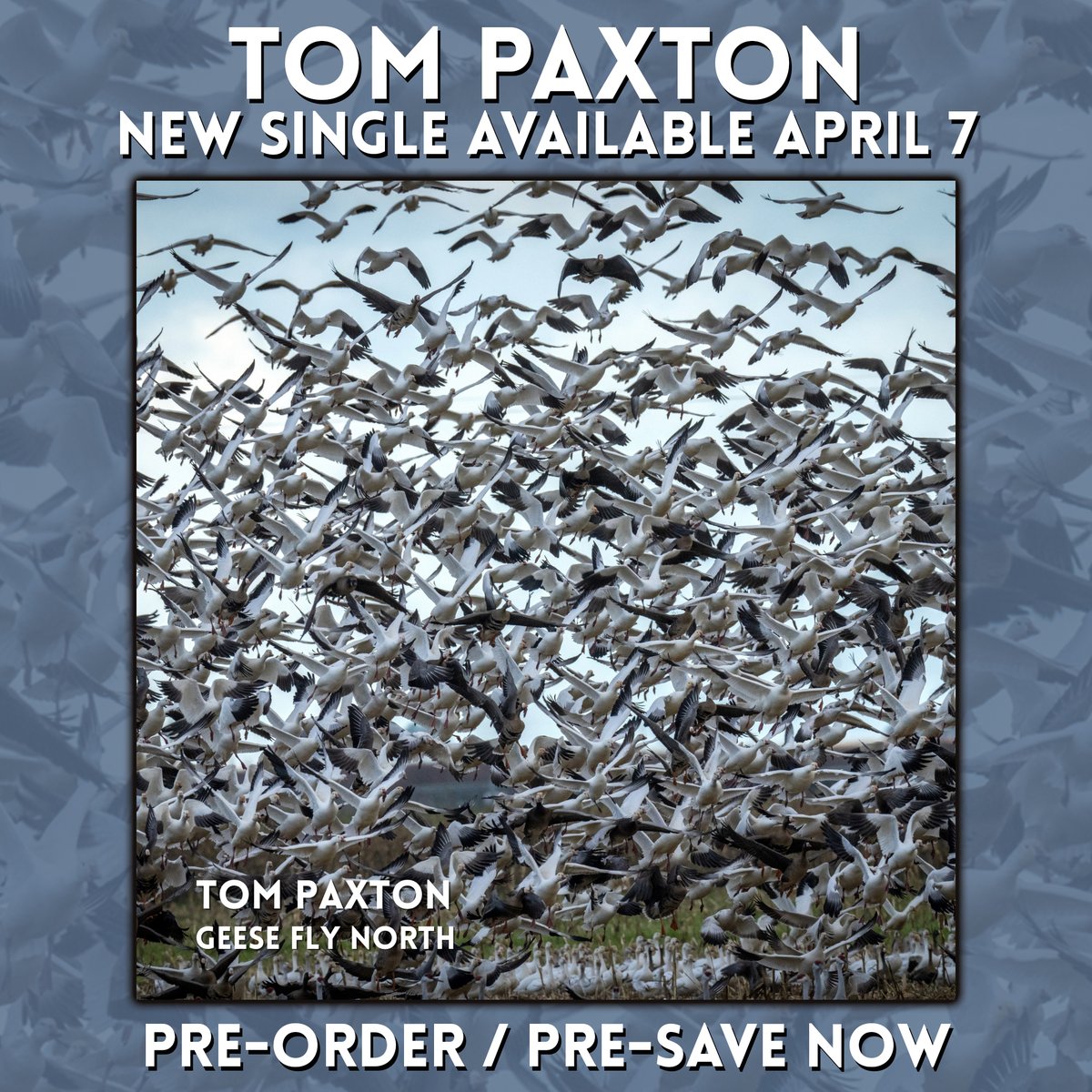 The new single from Tom Paxton, "Geese Fly North," is out April 7th. 

Pre-Save / Pre-Order the new song here: 
distrokid.com/hyperfollow/to…