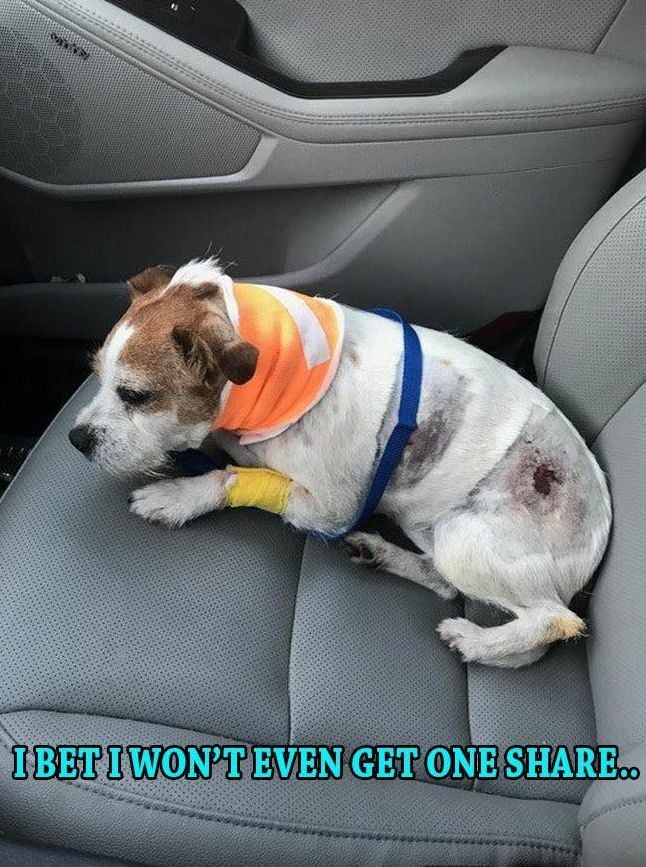 TweeetsOfDogs's tweet photo. This guy fought off 3 coyotes and lived to tell the tale.🙏 https://t.co/htOPGV0iBe