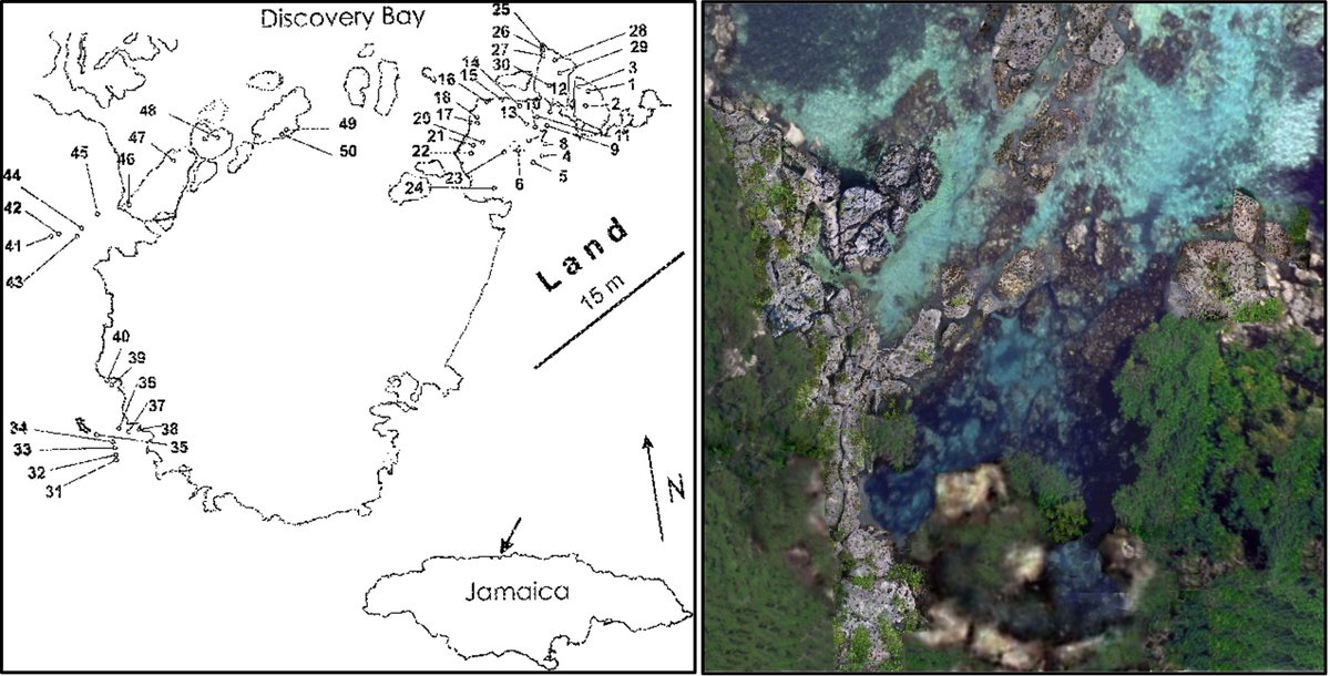 ESAEcology's tweet image. A new Data Paper in @ESAEcology:

Long-term supratidal rockpool invertebrate community, Discovery Bay, Jamaica

doi.org/10.1002/ecy.40…

With #OpenData in @BorealisData 

#Invetebrates #Metacommunity #Rockpools #OpenScience @SiobhanSchenk