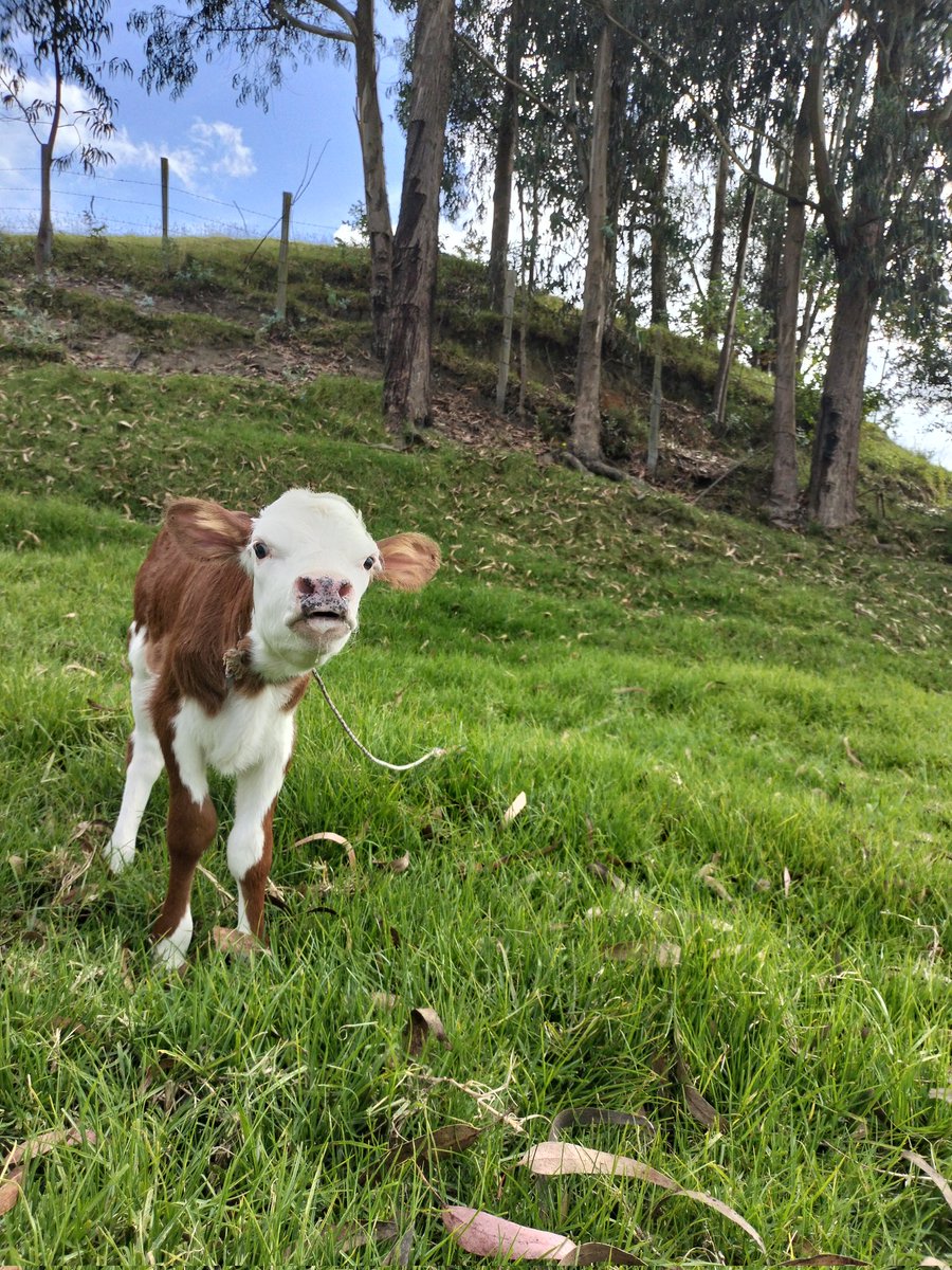 Andres Rojas (@andres_rojas_11) on Twitter photo 