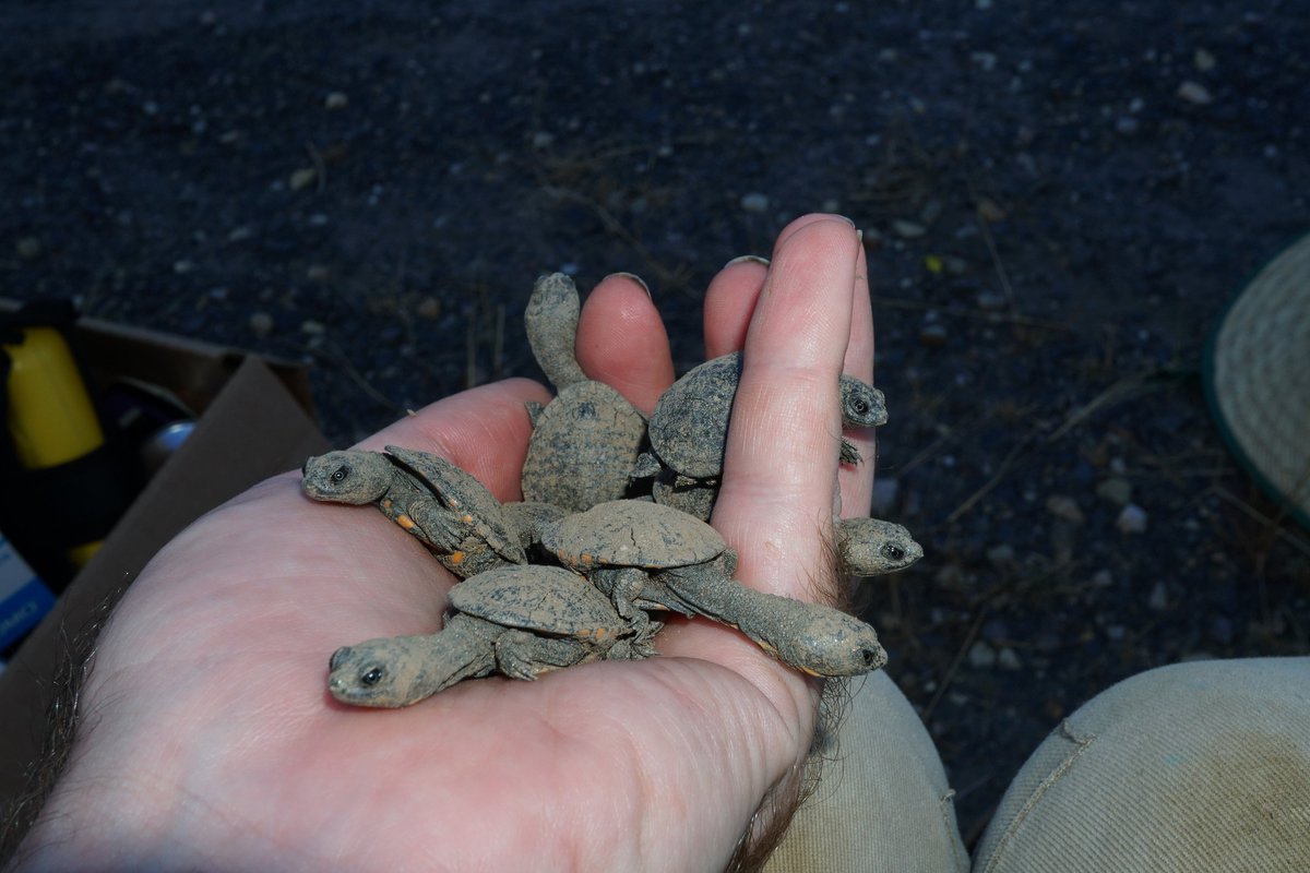 What could be better than a #TinyTurtle? How about 9 #TinyTurtles. #1MillionTurtles  #Turtles