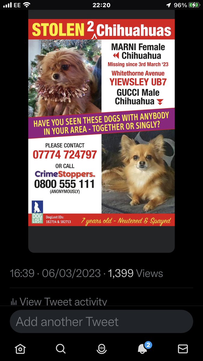 #FindGucciandMarni #Chihuahua #ChihuahuasofTwitter #dogsarefamily #Pettheftarmy #stolendogs #WestDrayton #Uxbridge #Twitter #elon_musk