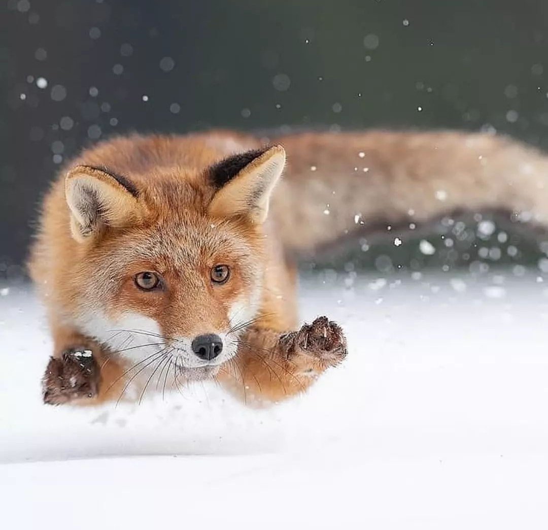 Low flying

#dailyfox