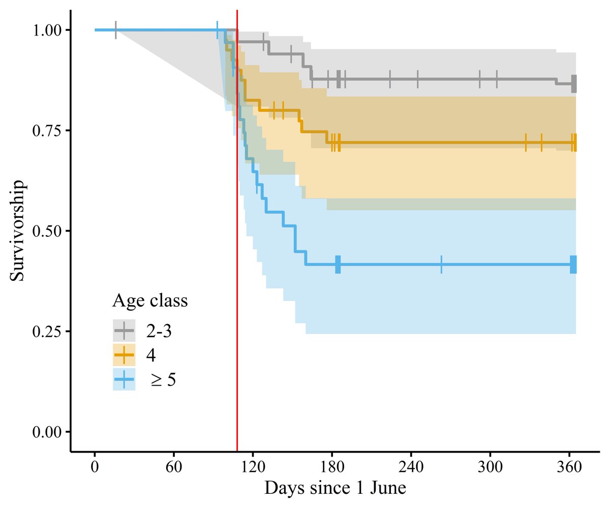 Harvest mortality increased once males had &gt;=6 points, usually by 4-5 years of age, with only 42% annual survival. Harvest risk increased every 1km closer to a road, confirming road management can increase bull elk survival. Most 6-point males were harvested each year.