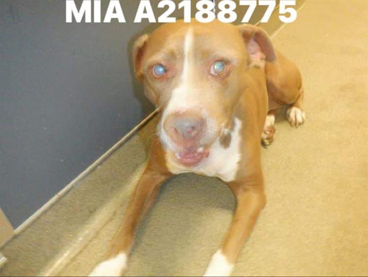 nasrene41's tweet photo. According to @AdoptMiamiPets, #MDAS, there are 35 dogs dying & untreated for #STREPZOO!
At what point do u shut down & start cleaning ur facility? Now a #PARVO outbreak & STREPT? @kionnemcghee @MayorDaniella @SupportPets @RealPaulMueller @MiamiHerald @BISSELLPets https://t.co/GTqEsRdr15