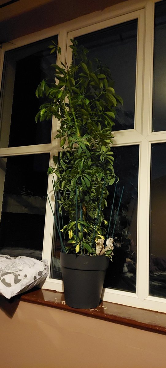 Hey house plant world, do I need to get this thing a bigger pot, or move it to the floor or anything? #houseplants also what is it 🤣