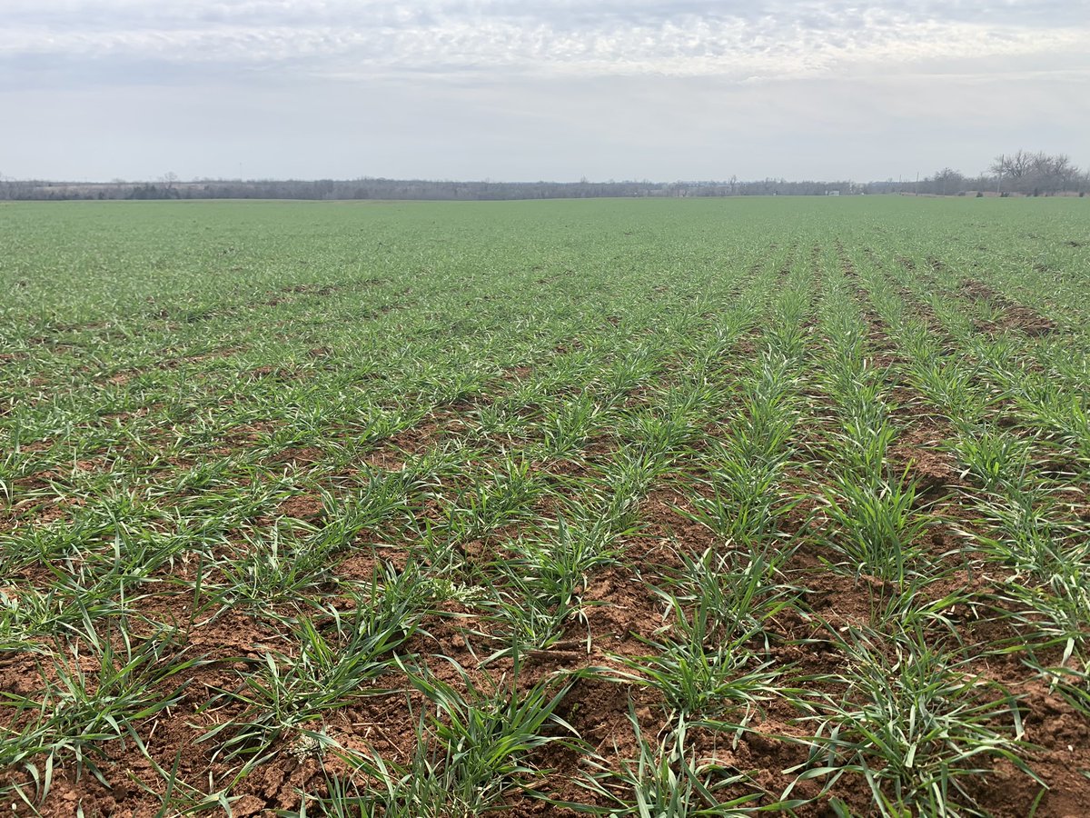 The start of a solid spring, all we need now is some decent rains to keep us going strong. AgXplore trials showing promise and more going out in the upcoming weeks.
#agriculture #agronomy #AGX #oklahoma #BuildBackStronger #plants #wheat #growthanddevelopment #yield #foliars