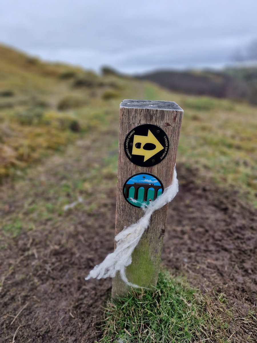 Sheep need hedges, posts, trees etc, to rub and scratch on. They also love brambles but can easily get caught up in them. This beautiful old hedge near Knucklas was a popular choice..so were the <a href="/heartwalestrail/">Heart of Wales Line Trail</a> signposts..