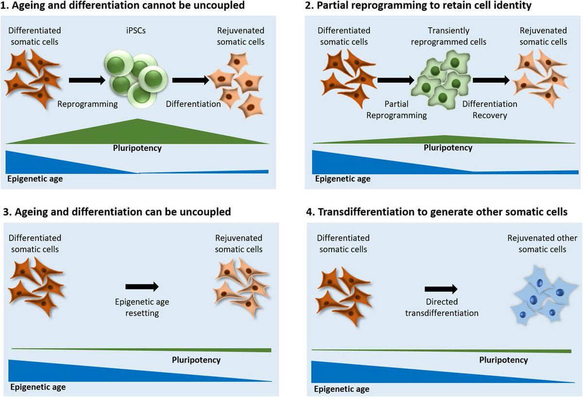 JuliaB_fitness's tweet photo. @exosome Epigenetic rejuvenation by partial reprogramming. 2023 «Unequivocal and stable rejuvenation by partial reprogramming remains to be demonstrated and such protocols need to be validated.» ->Will be no real in vivo #Rejuvenation without #ImmuneReprogramming✌️ https://t.co/aR5q2loiA8 https://t.co/6g4xjSlCYb