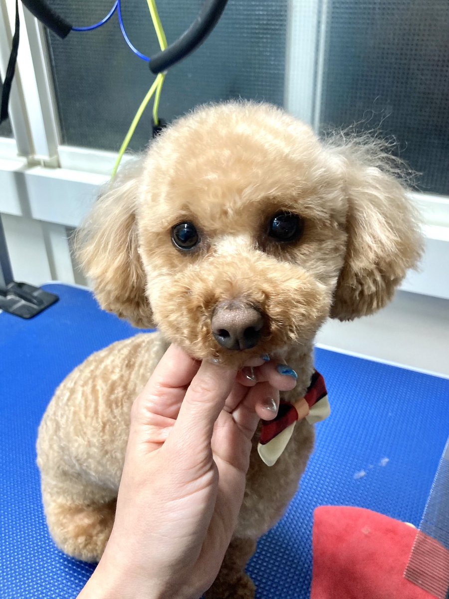 commune_os's tweet photo. サッパリしました😌

#トイプードル #ノア君 #ノアの日常 #dog #トリミング #最近反抗期 https://t.co/o5hYFYTUHZ