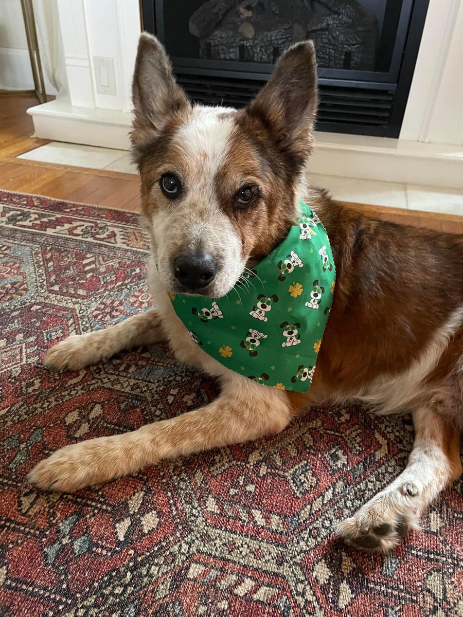 Update on Spot!
First thing’s first….LOOK at how handsome he is 🥰 
Spot saw our vet today and he has arthritis pretty much everywhere 😞 He’s started on meds for that. Follow us on Facebook for more details