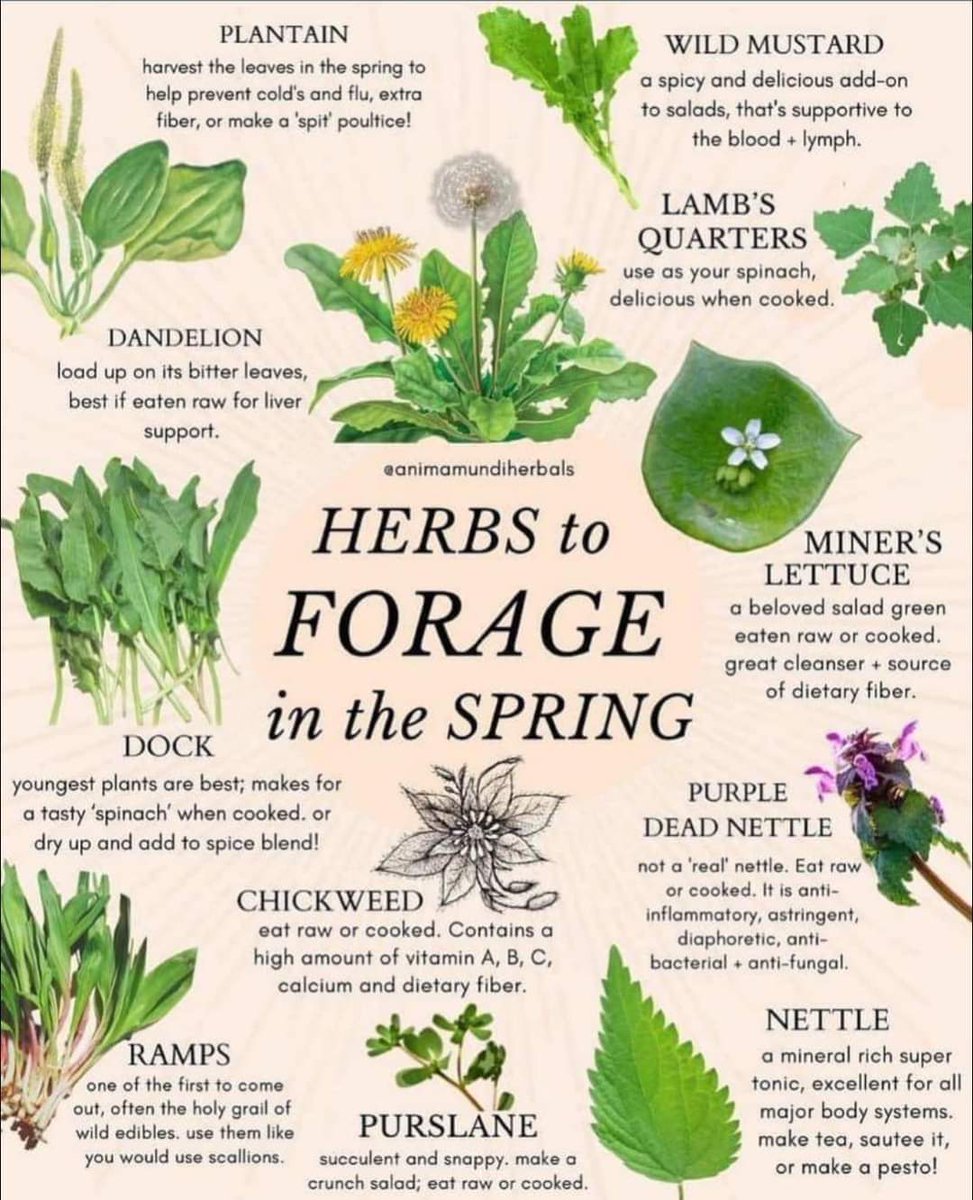 LonelyPinesFarm's tweet image. A nice guide as we ease into Spring
#foraging #wildfood #springforage