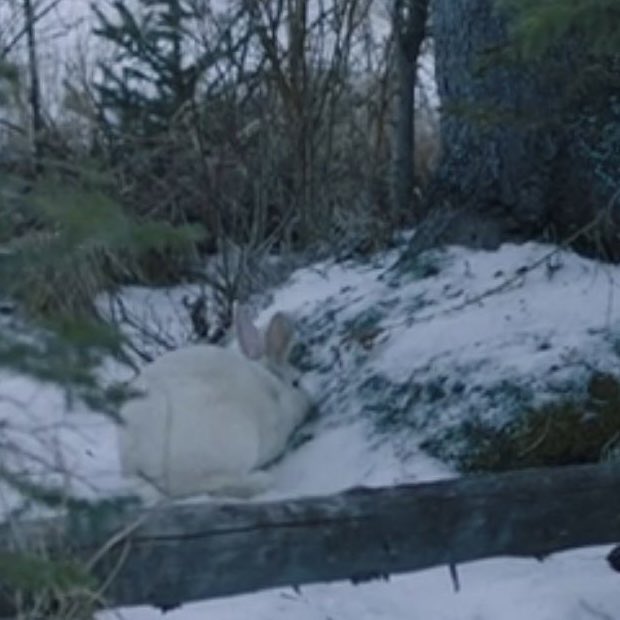 The biggest deviation so far in #TheLastOfUsHBO is the rabbit not dying. Let’s appreciate the small things that bring us joy in this story. ❤️