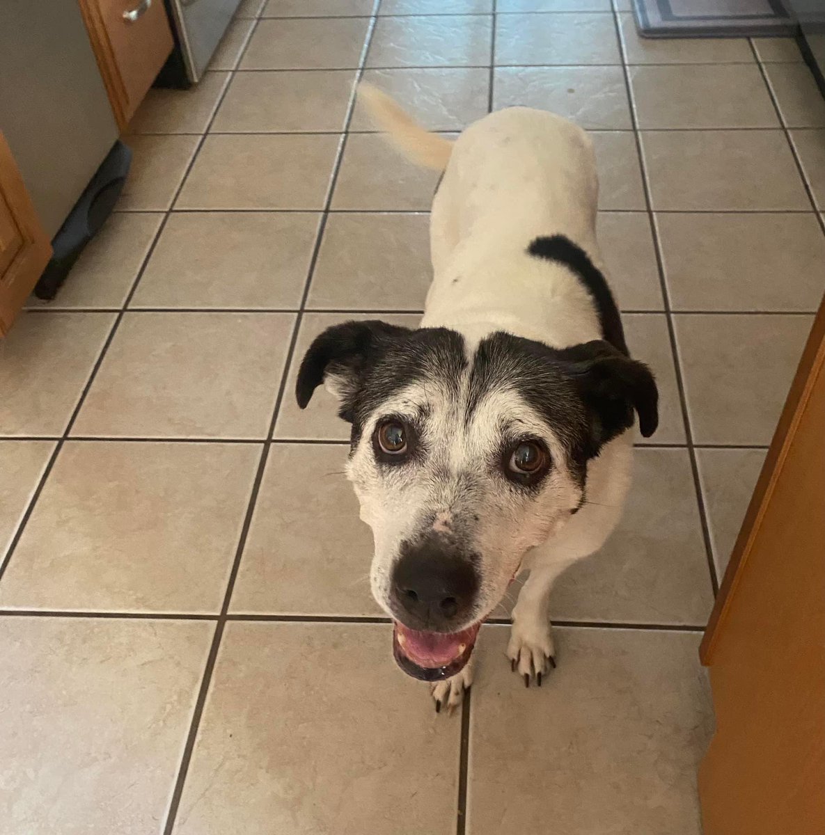 Bessie has a good first night with us! She’s got an old lady limp that we’ll have checked out and some lumps and bumps, but she’s an absolute doll 💞 #RescueDogs #dogsofinsta #dogstyle #DogsofTwittter
