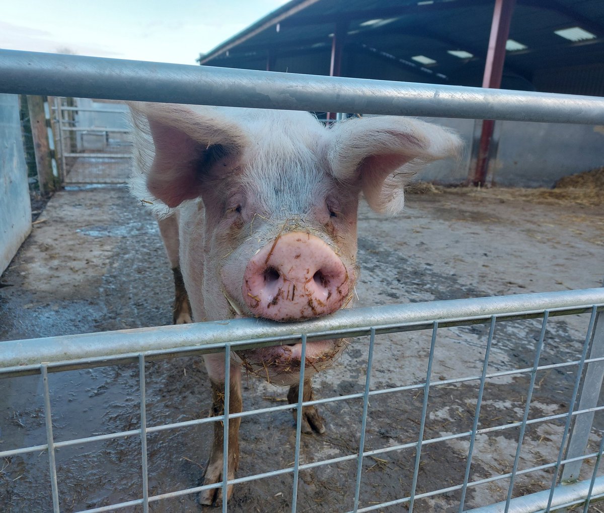 If your name's not down then you're not coming in! Brian is on the door 😂 Just because he is a pig & not a human doesn't mean he doesn't have a right to his life. Animals are vulnerable, as humans we should protect the vulnerable. 🙏 Become a Pigoneer globalvegancrowdfunder.org/pigoneer-2000-…