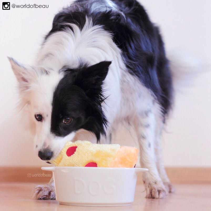 Entirely Pets tweet media