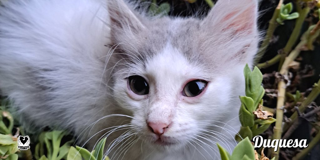 Esa naricita que enamora 🤩.

Duquesa fue abandonada semanas atrás con 40 días y yo ya está lista para encontrar su familia perfecta. 🫶🏽

📲 Si te interesa saber sobre ella comunicate por privado.