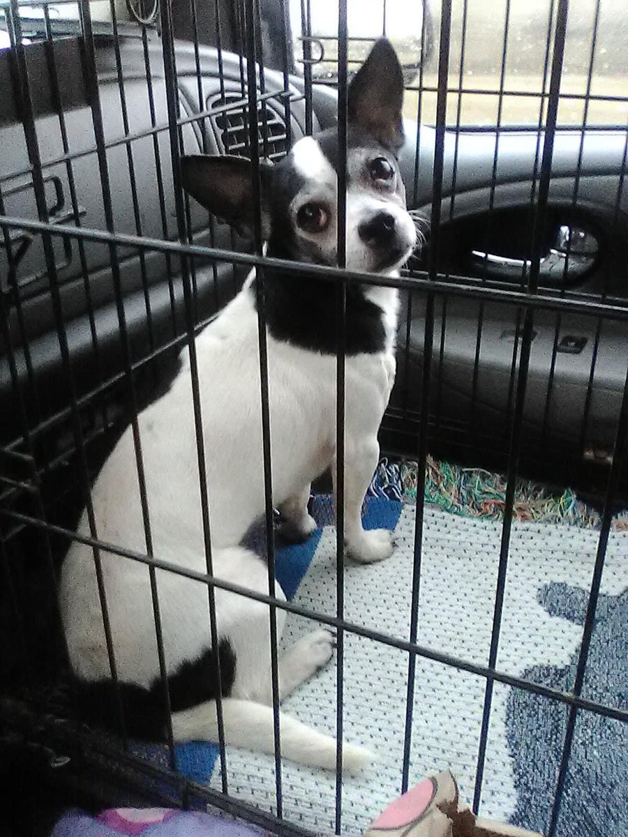 TaffysTouch's tweet photo. Just a few pics from Diego’s ride to safety yesterday! He’s enjoying running and playing at his foster home ❤️ https://t.co/dxD4rr4gix