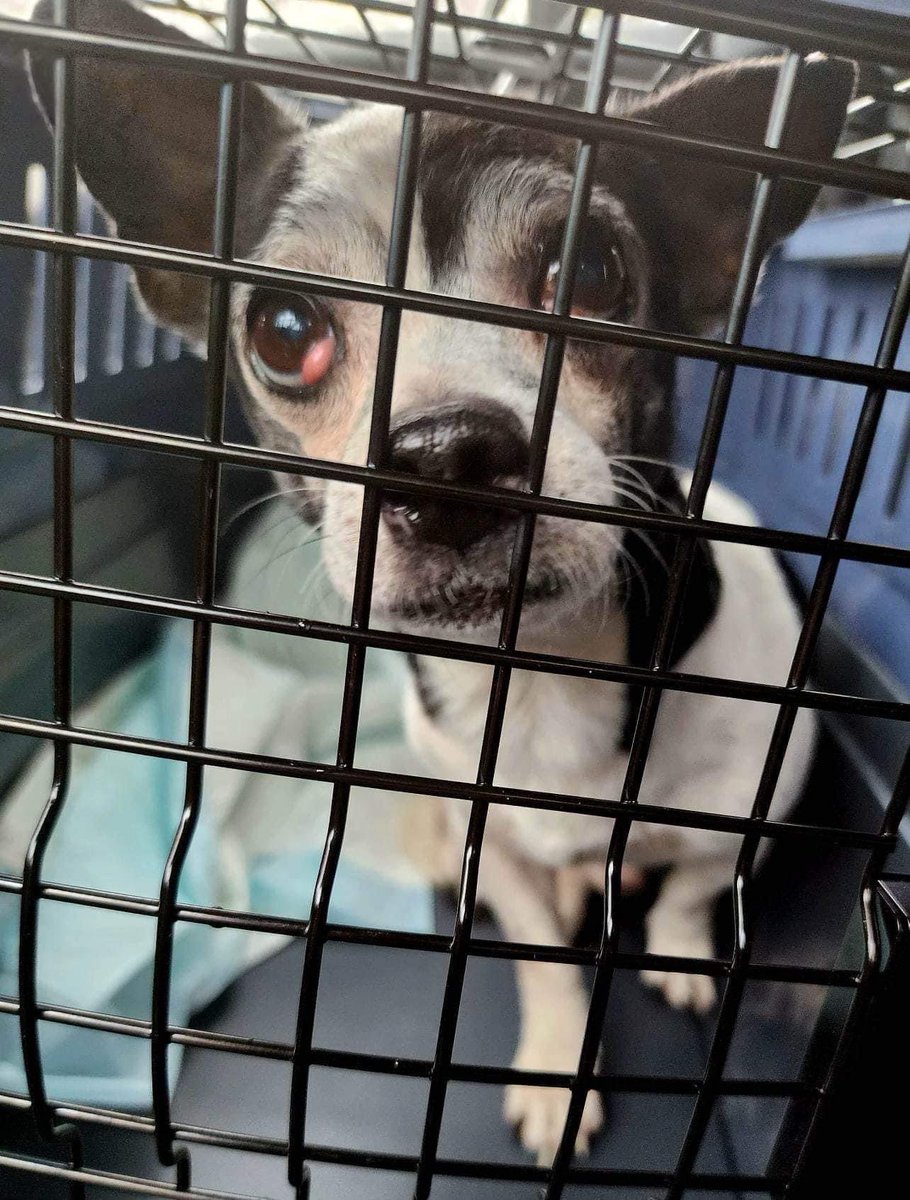 TaffysTouch's tweet photo. Just a few pics from Diego’s ride to safety yesterday! He’s enjoying running and playing at his foster home ❤️ https://t.co/dxD4rr4gix