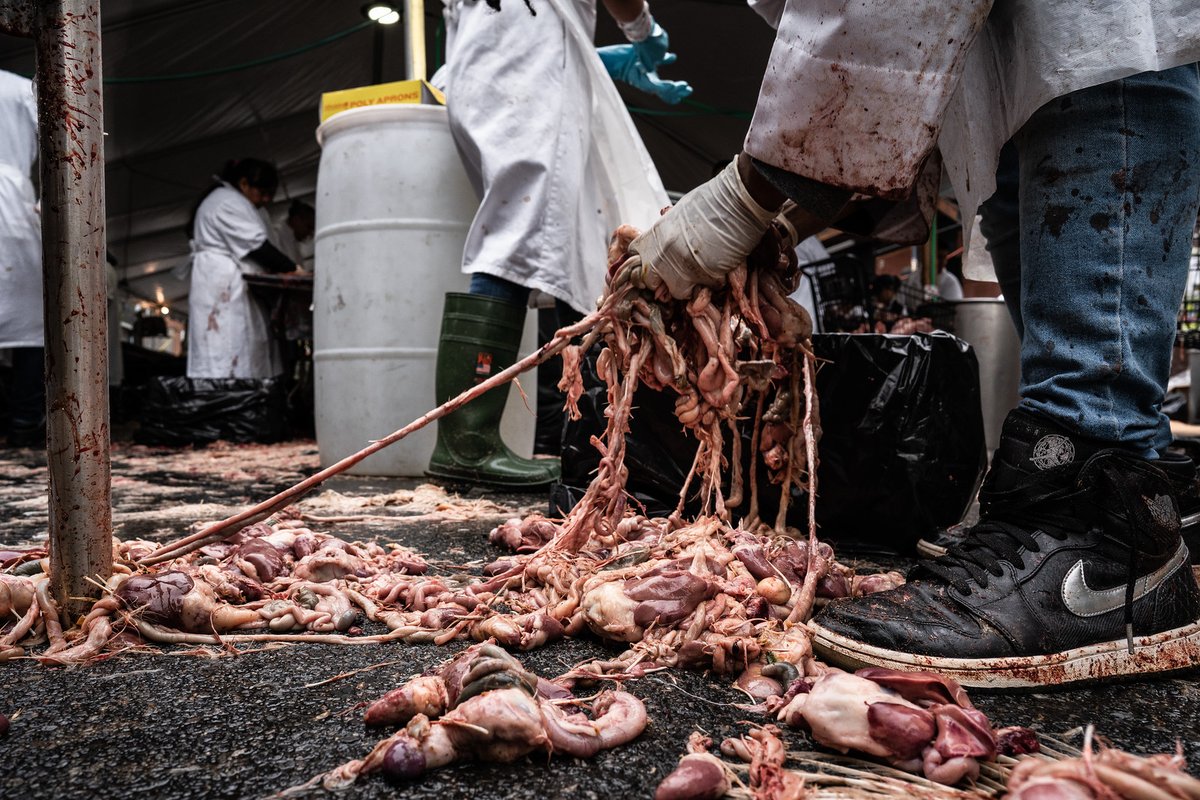 theirturn's tweet photo. Public health and animal rights advocates have been sounding the alarm about the #avianflu risks posed by #Kaporos for the past 10 years, but health officials have prioritized politics ahead of public health. #votingbloc cc: @SherylNYT @EmilyAnthes @nytopinion @elizashapiro https://t.co/AuVWsj63HA
