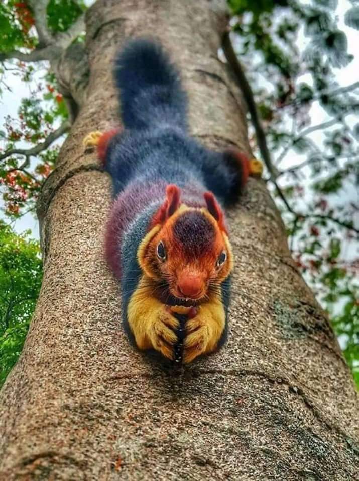 Ardilla gigante india 
Roedor

La ardilla malabar o ardilla gigante india es una especie de roedor esciuromorfo de la familia Sciuridae propia de las selvas del subcontinente indio. Los adultos de esta especie llegan a medir más de un metro y a pesar unos dos kilos.