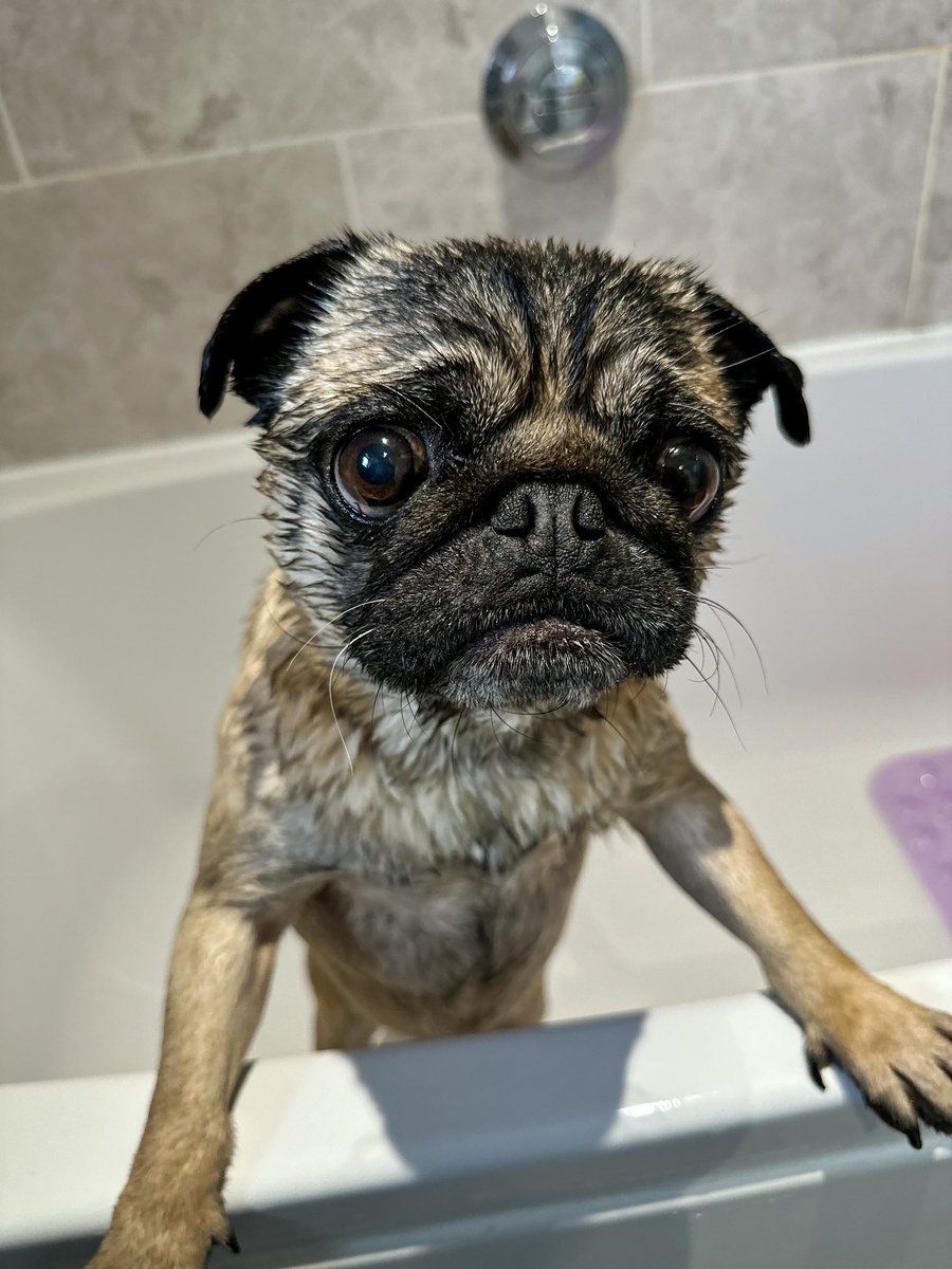 SAVE ME! We need to get a petition going to end dog bath time! 😂 @PangpangPug #dogjokes #dogmemes #funnydogs #DogsofTwittter