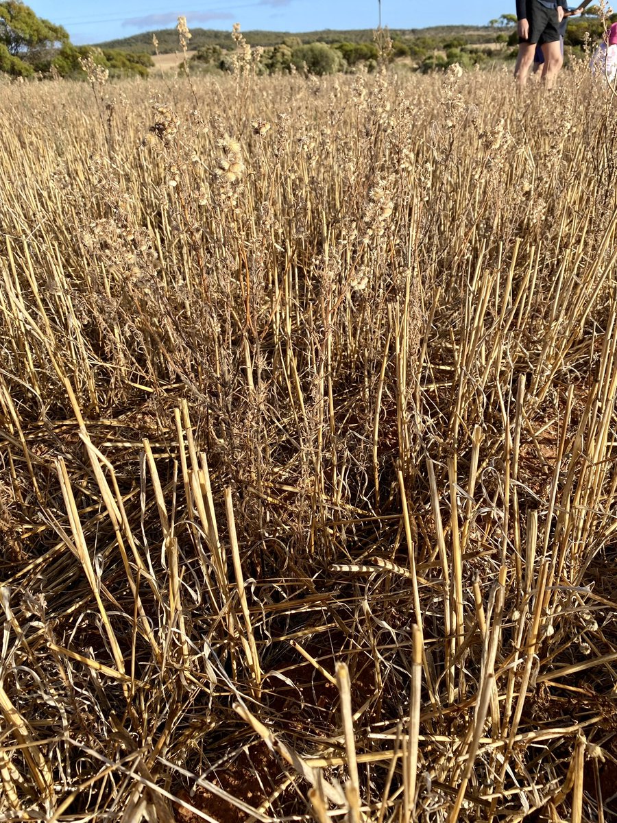 Flaxleaf fleabane trial, final assessments. Immense differences. Choosing the best chemistry, from 25 mixes, to control our number one summer weed. #littlehelper 👧🏼