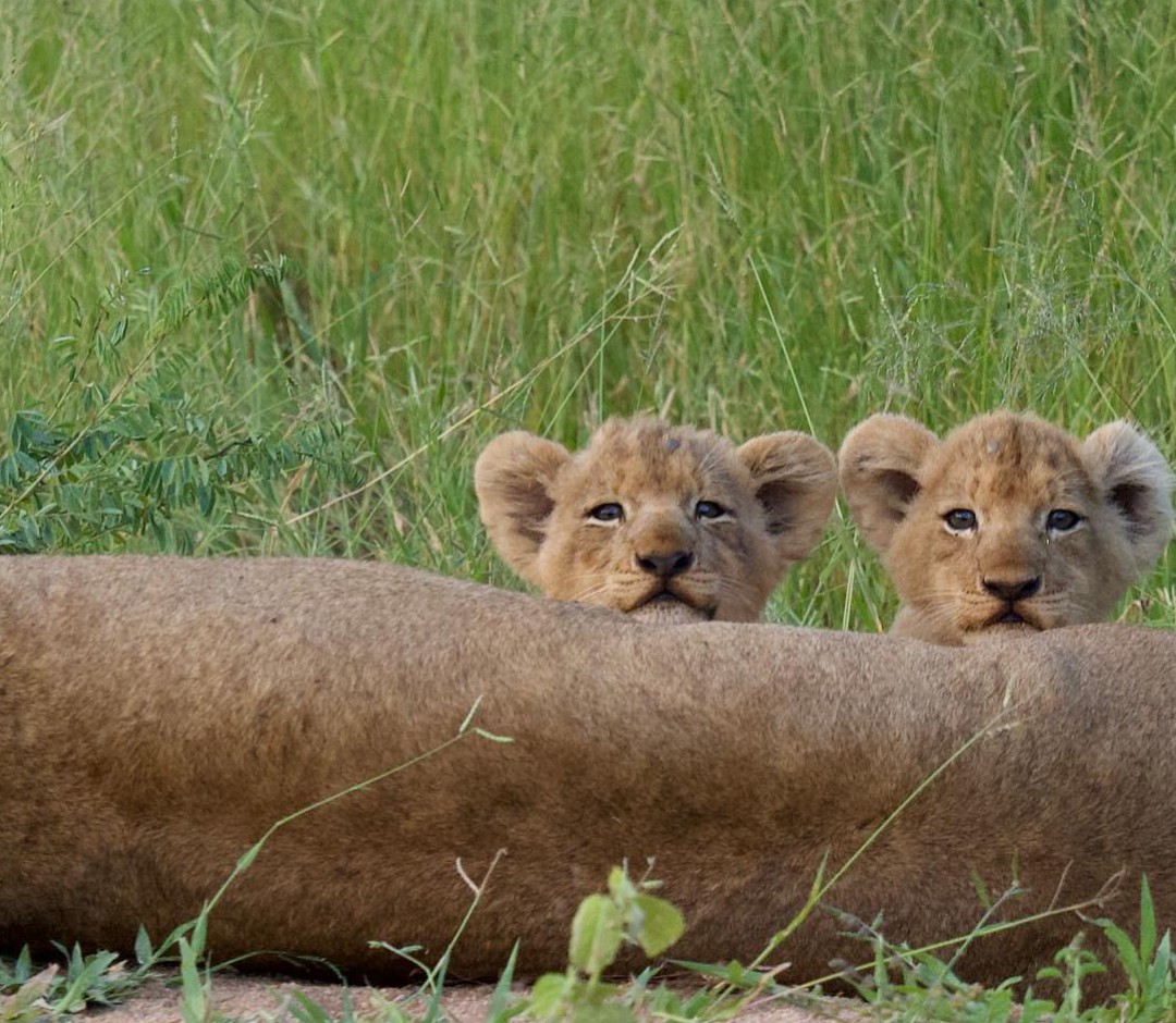 LION LOVERS tweet media