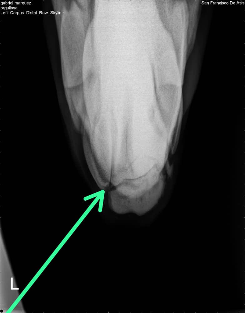 gmarquez_j's tweet image. Lamentable lo de la Yegua Orgullosa pupila del Stud Don Rafael V  Fractura del 3er Carpiano #Hipismo