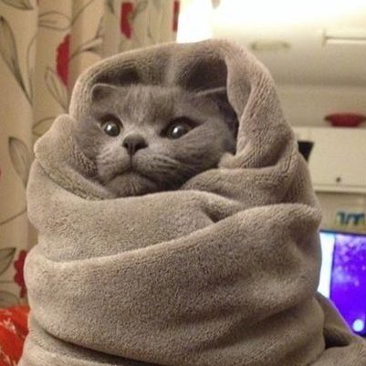 svt as cats tweet media