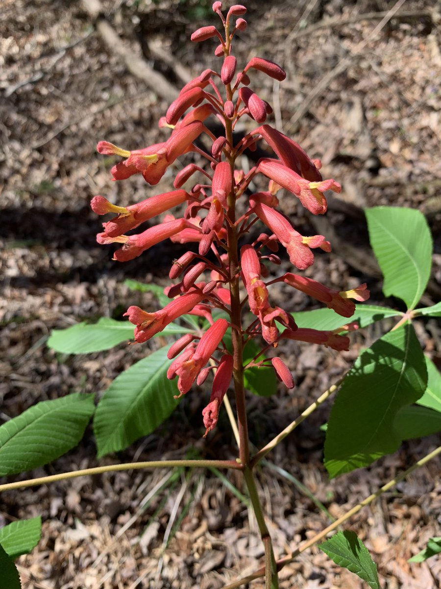 Toby Gray tweet media