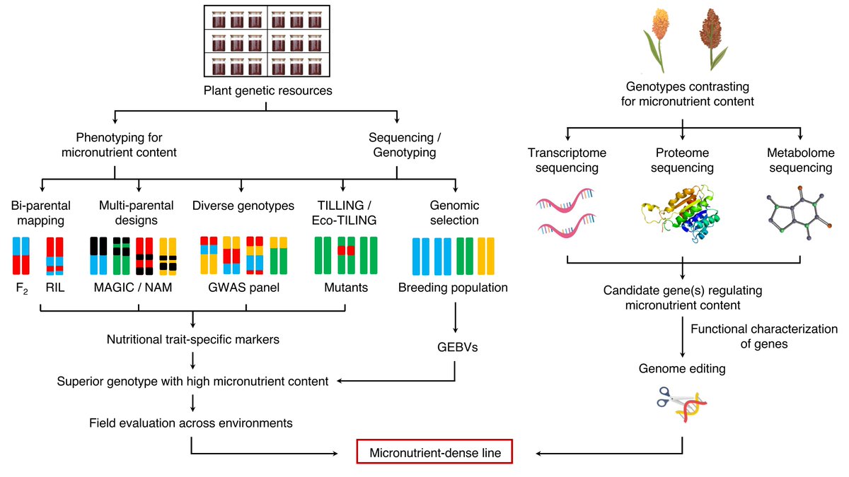 Rutwik Barmukh (@rutwikbarmukh) on Twitter photo Can #genomics revive the forgotten glory of #Millets? 🌾
On the occasion of International Year of Millets <a href="/IYM2023/">International Year Of Millets 2023</a>, our new article in <a href="/FrontPlantSci/">Frontiers - Plant Science</a> highlights the potential of genomic interventions for mainstreaming #biofortification in millets.
Link: frontiersin.org/articles/10.33… Can #genomics revive the forgotten glory of #Millets? 🌾
On the occasion of International Year of Millets <a href="/IYM2023/">International Year Of Millets 2023</a>, our new article in <a href="/FrontPlantSci/">Frontiers - Plant Science</a> highlights the potential of genomic interventions for mainstreaming #biofortification in millets.
Link: frontiersin.org/articles/10.33…