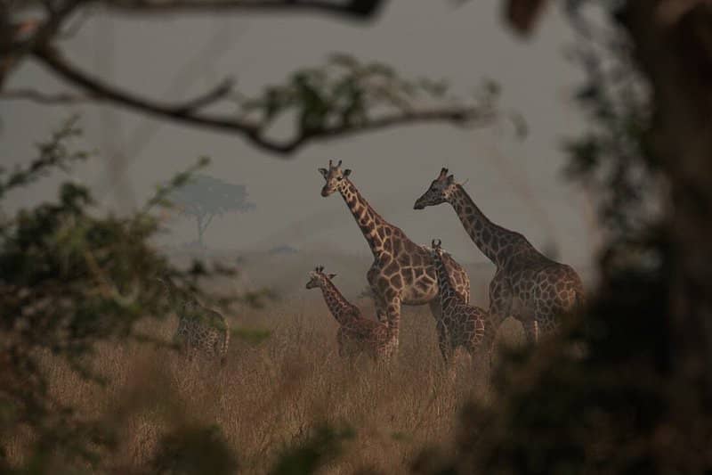 Giraffes are social animals. They live in herds (towers) of 10 to 20 individuals
#giraffe #wildlife #animals #giraffes #nature #safari #VisitUganda #africa #wildlifephotography #giraffelove