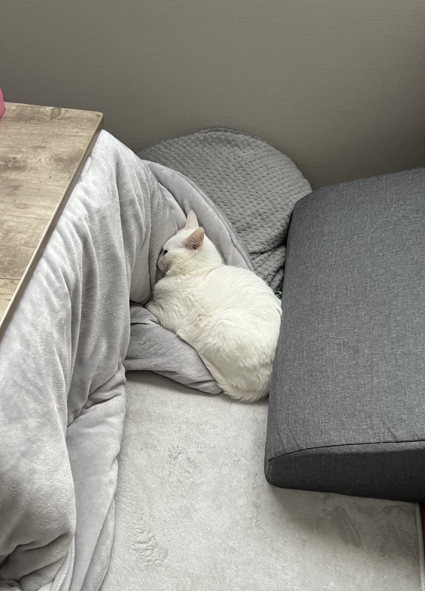 zu_to_guu's tweet image. 顔めり込ませてじっとしているのはなぜなのか…🤔

#毎日が発見
#ねこのいる暮らし