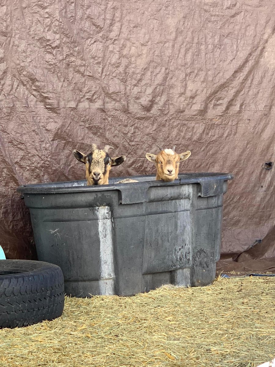 🐐 You Goat Mail 🐐 tweet media