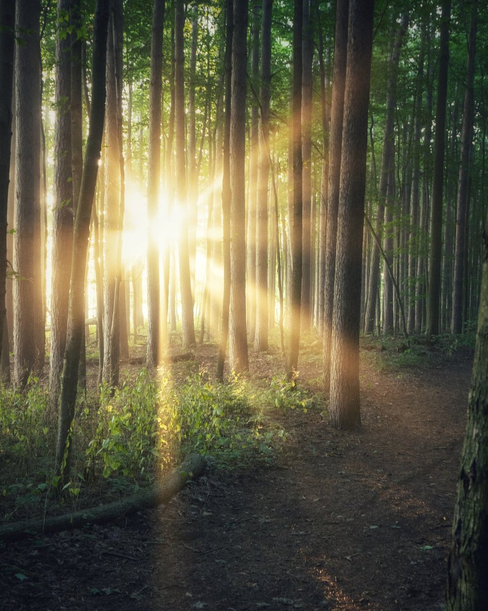TravelwithKGS's tweet photo. "Trees are poems that the earth writes upon the sky."
Explore: https://t.co/dFGQW2scmp
#travelwithkgs #photographer #photooftheday #picoftheday #wanderer #traveller #explorepage #explorer #prefection #perfectview #trees #plants #treeslife #treeoflife #plants #photogram https://t.co/HOdCNz2p5U
