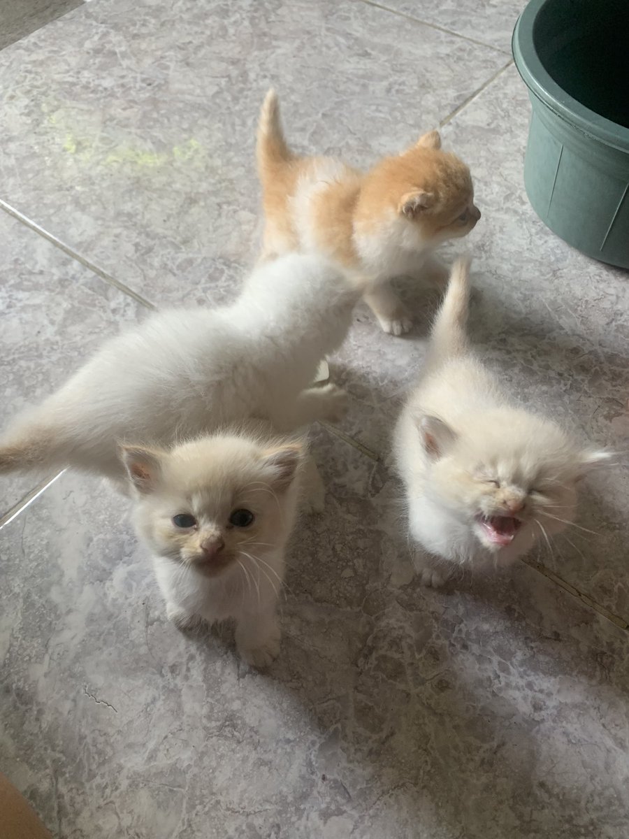 kochengfs's tweet photo. Tunjukkan pesona kitten kalian
Cr pict : sender 🐈 https://t.co/jTxxQPFlW0