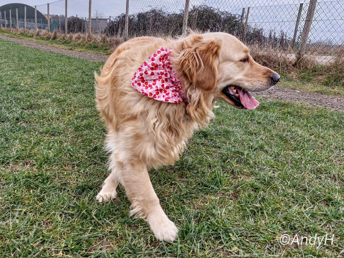 Summer is practising the awkward front paw crossover step whilst simultaneously entering #TongueOutTuesday😛  👏😀🐕🐾🐾

@GoldretrieverUS 
#GRC #GoldenRetrievers #RetrieversOfTwitter #DogsOfTwitter #ValentineBandana