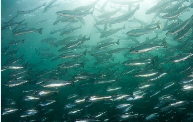 AquacultureMag's tweet photo. ✔A new study from the Faculty of Veterinary Medicine at the Norwegian University of Life Sciences and #Aker_BioMarine, concludes that #krill_meal and #krill_oil fulfill the dietary choline needs for growth in farmed #Atlantic_salmon.

👇More information:
https://t.co/le22etrjlY https://t.co/n50D8Y4grM